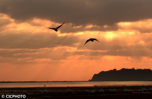 天鵝飛舞迎新春