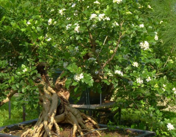 家裡養這6種盆景樹,花期長,香味還健康怡人,擺客廳最好 家裡養這6種盆景樹,花期長,香味還健康怡人,擺客廳最好