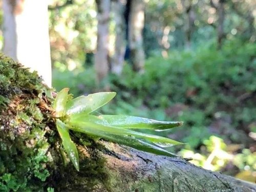 「普洱茶山行」乾貨分享賀開古樹普洱茶蘭香撲面何處來? 「普洱茶山行」乾貨分享賀開古樹普洱茶蘭香撲面何處來?