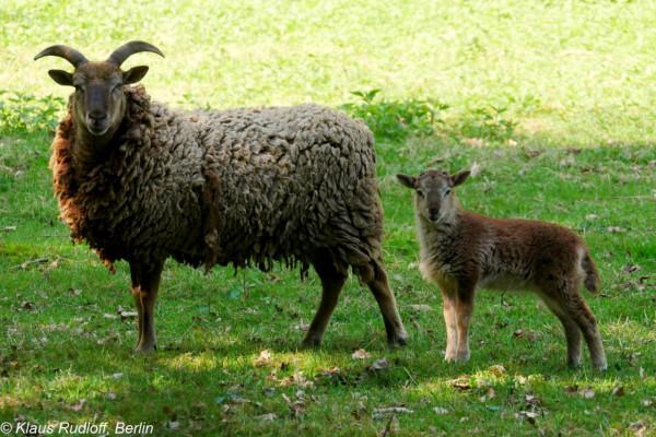 一種裝飾寵物羊，卻出產最高質量的羊毛，北歐短尾羊是一種印鈔機