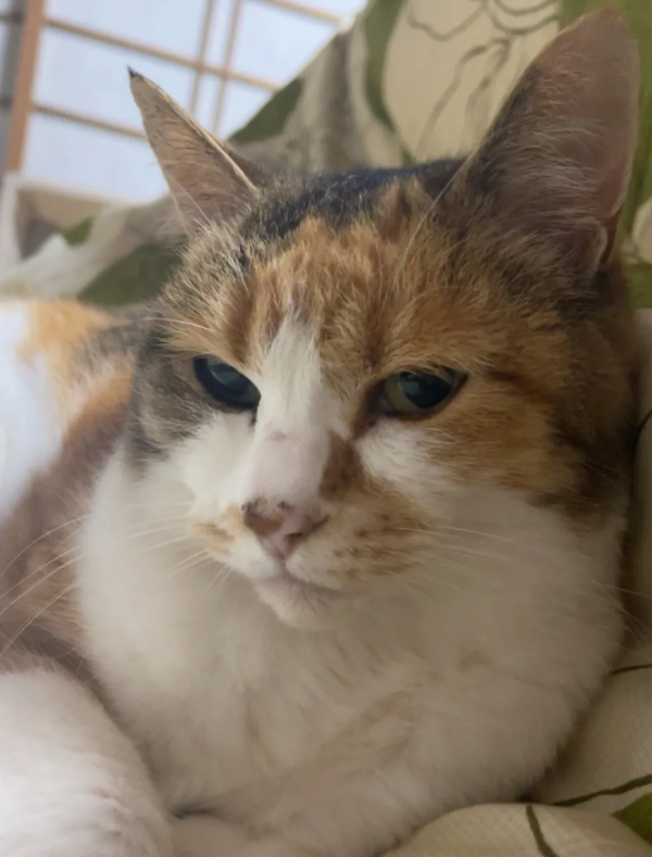 一個人和六隻貓守著一座寺院,吃飯被一群貓環繞會是怎樣的體驗? 一個人和六隻貓守著一座寺院,吃飯被一群貓環繞會是怎樣的體驗?