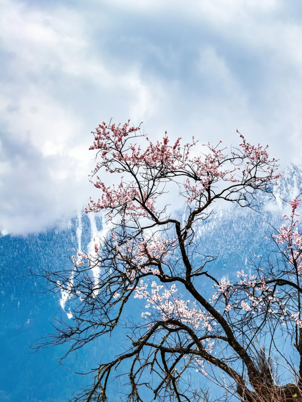 川藏南北線看花，追逐中國最美的春天