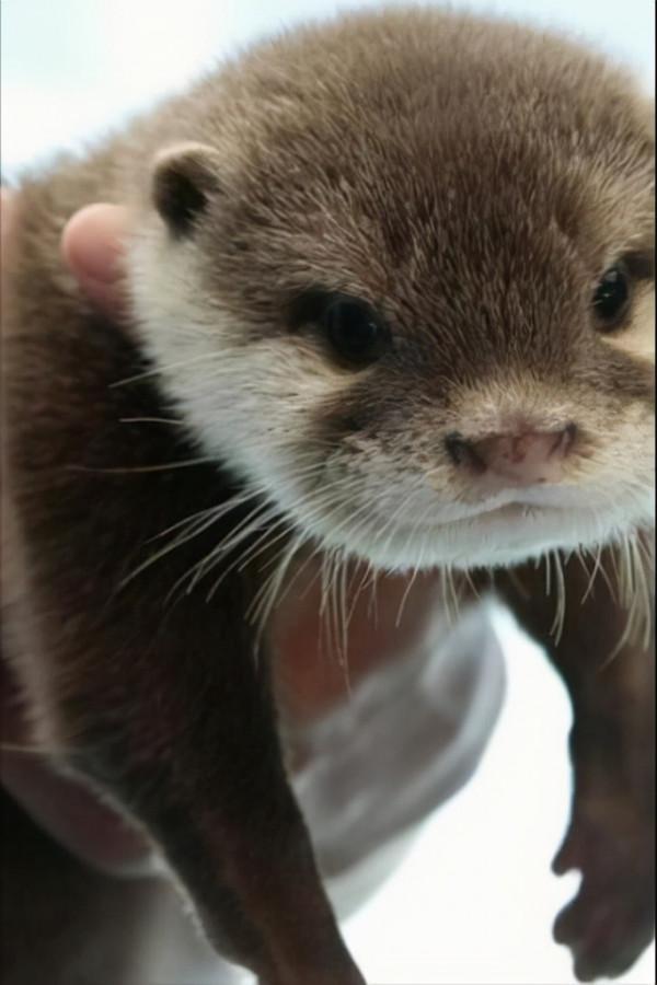 最偉大的動物媽媽