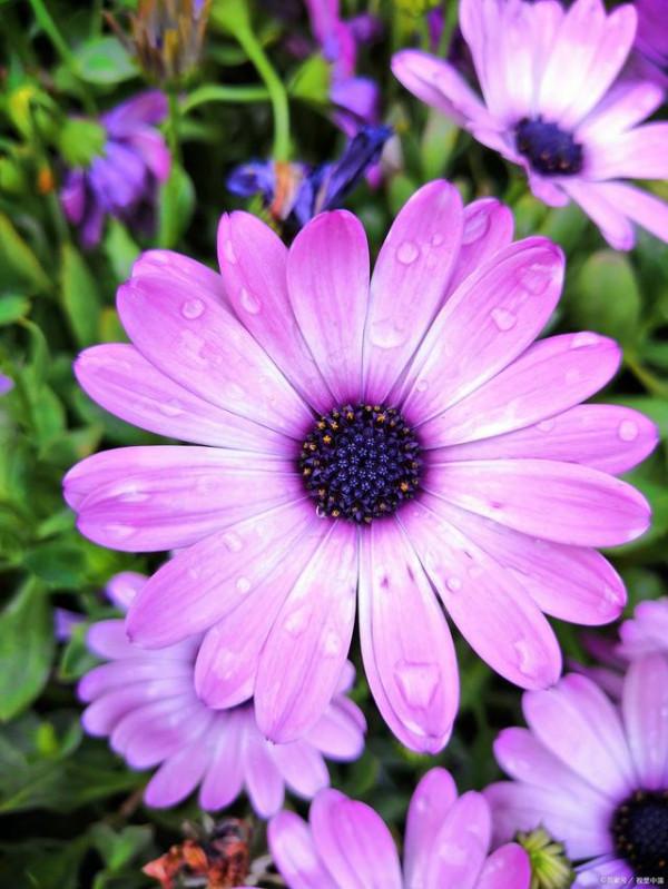 朋友圈發曬花的說說 曬花的簡單說說 朋友圈發曬花的說說 曬花的簡單說說