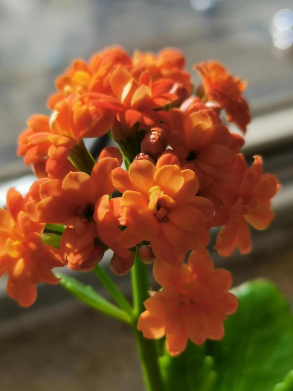 陸續開花的長壽花