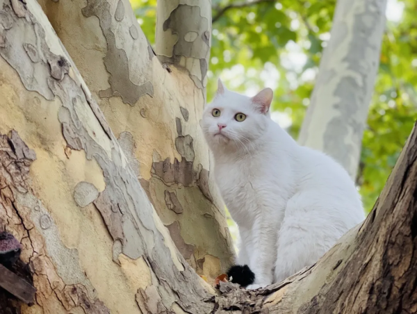 岳家槍和楊家槍能區分了嗎？