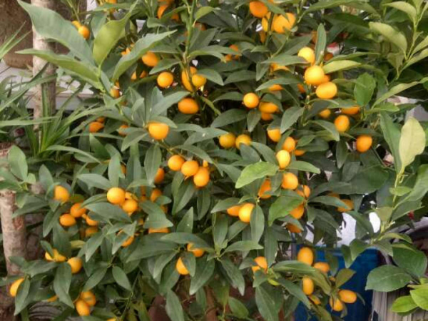 9種花是&OpenCurlyDoubleQuote;一次性&rdquo;，年前買、年後扔，不心疼錢嗎？