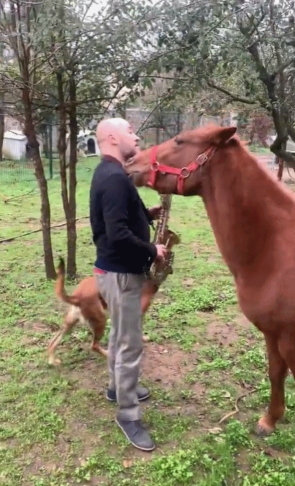 土耳其大叔自從收養了流浪動物後,愛心氾濫一發不可收拾了 土耳其大叔自從收養了流浪動物後,愛心氾濫一發不可收拾了