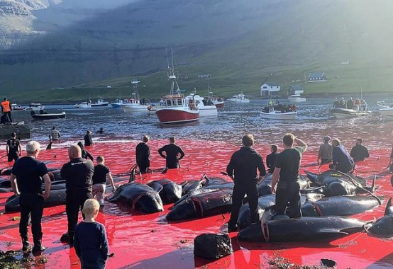 現實版《海豚灣》！丹麥漁民屠殺1500只海豚，獵殺者高呼“大豐收”