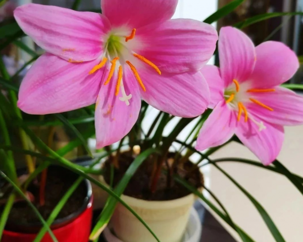 這5種植物耐熱又耐寒,天冷盆栽,照顧到細節,照樣花開不止 這5種植物耐熱又耐寒,天冷盆栽,照顧到細節,照樣花開不止