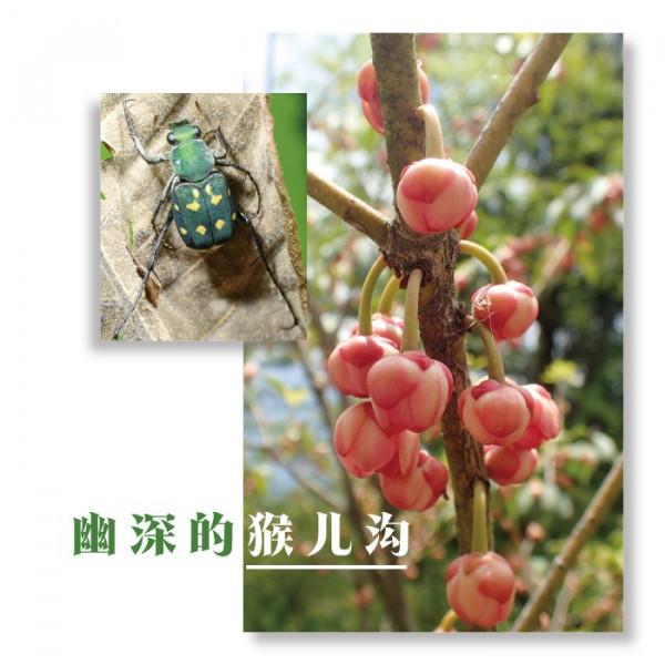幽深的猴兒溝
