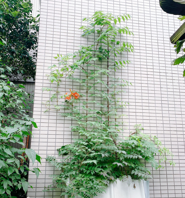 牆面大改造！種上4種爬牆花，我家的院牆成了拍照景點