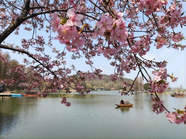 黿頭渚櫻花先睹為快