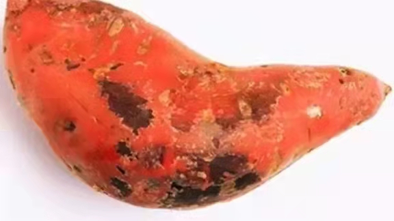 冬季熬粥,5種食材不宜放粥一起煮,別給健康找“麻煩”,收藏了 冬季熬粥,5種食材不宜放粥一起煮,別給健康找“麻煩”,收藏了