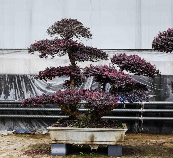 如果你家有庭院,一定要養盆景 如果你家有庭院,一定要養盆景