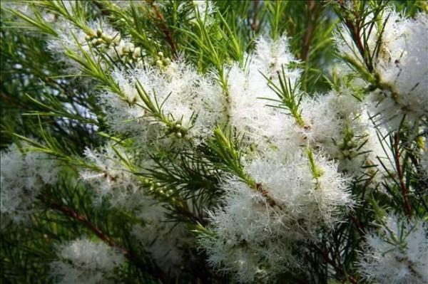 大澳®|產品 天然雕飾美，10大純露哪款是你心頭愛？