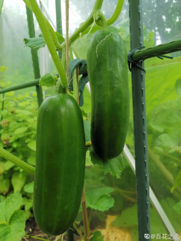 黃瓜好養殖,水果黃瓜更好養,營養比黃瓜更高 黃瓜好養殖,水果黃瓜更好養,營養比黃瓜更高