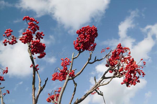 再不種就“過期”的10種花，留給我們的栽種時間不多了，別錯過