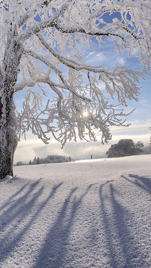 分享白雪皚皚的雪景，銀裝素裹，美景如畫