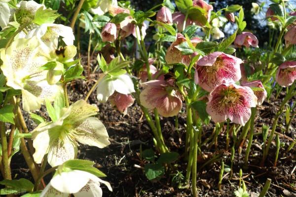 庭院耐寒“5寶”，不想冬天院子裡光禿禿，就種它們