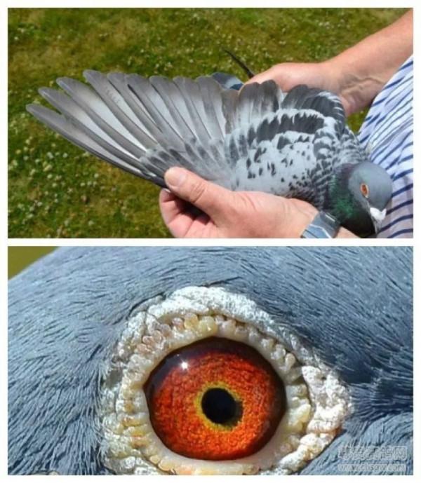 20張冠軍鴿翅膀欣賞，高質量賽鴿翅膀都有哪些特徵？