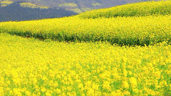 羅平馬街，一個把田地種成了風景畫的地方，山區賞花正當時哦