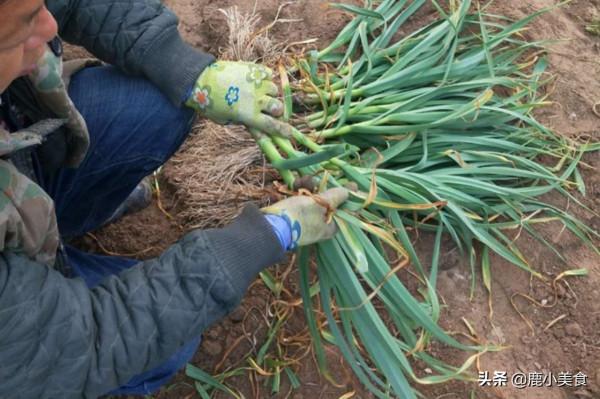 沒想到！原來蒜苗、蒜薹、蒜黃都是“蒜頭”的產物，這回漲知識了