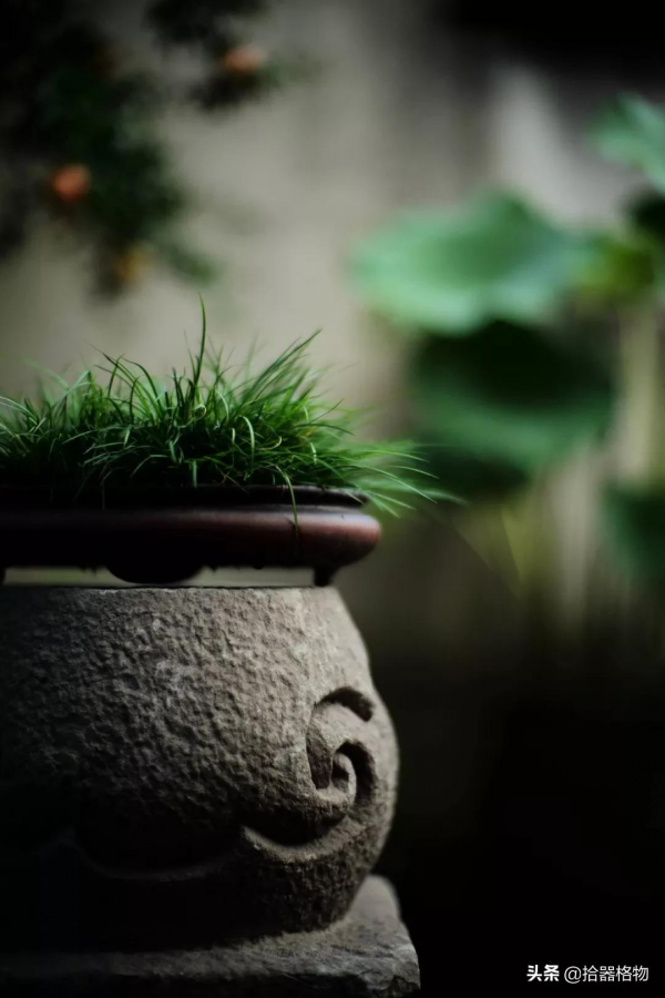 細說菖蒲品種 細說菖蒲品種