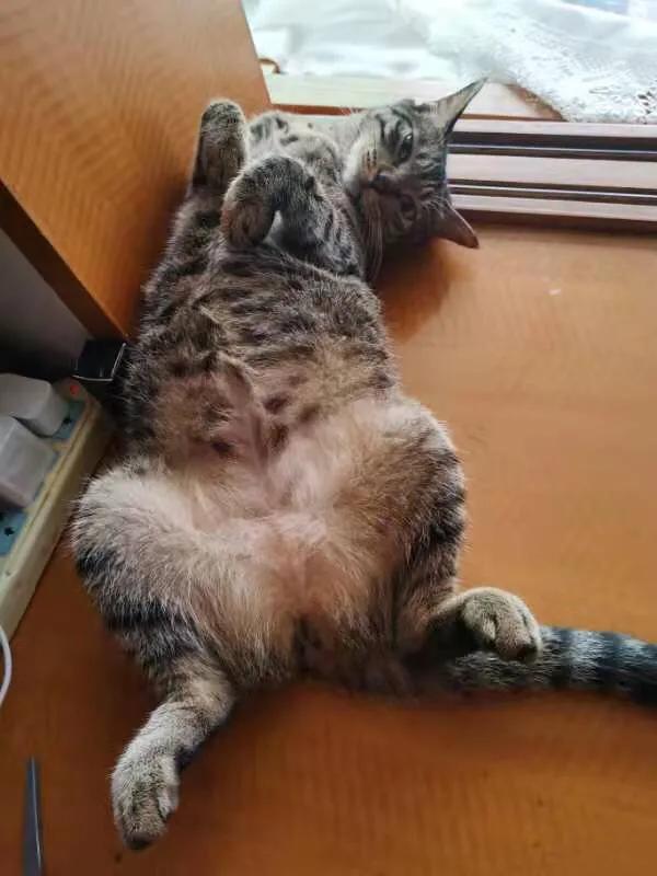 養貓記：退休了，孩子給我找了一個特殊的伴侶…