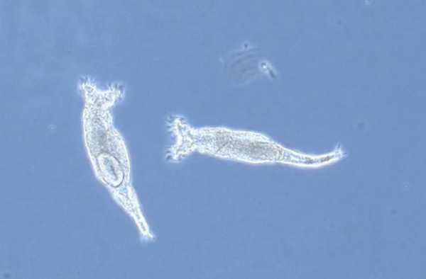 潘多拉魔盒開了？西伯利亞幾年前的洞穴獅子屍體，死於28000年前