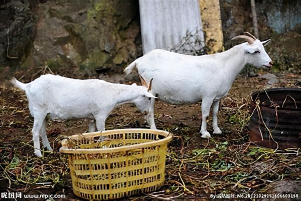 羊價一跌再跌,養羊戶難保本,未來該何去何從? 羊價一跌再跌,養羊戶難保本,未來該何去何從?