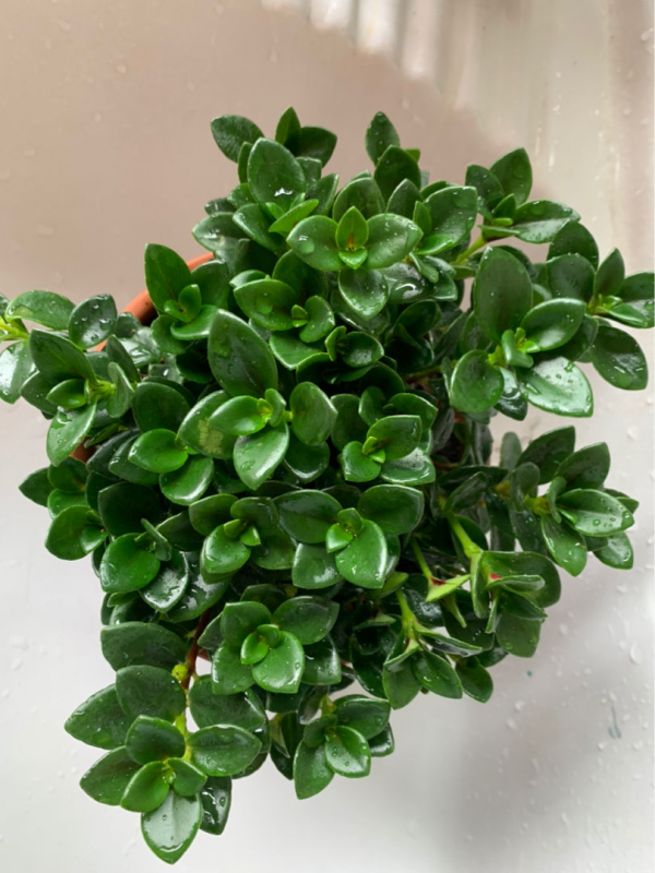 陽臺就養盆金魚吊蘭，滿盆開出小金魚，寓意年年有餘