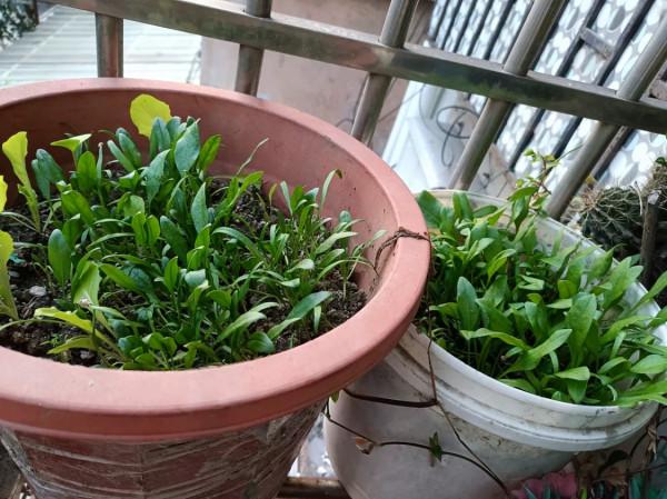 這6種菜,吃完“菜根”別扔,插進花盆裡勤澆水,兩週成小菜園 這6種菜,吃完“菜根”別扔,插進花盆裡勤澆水,兩週成小菜園