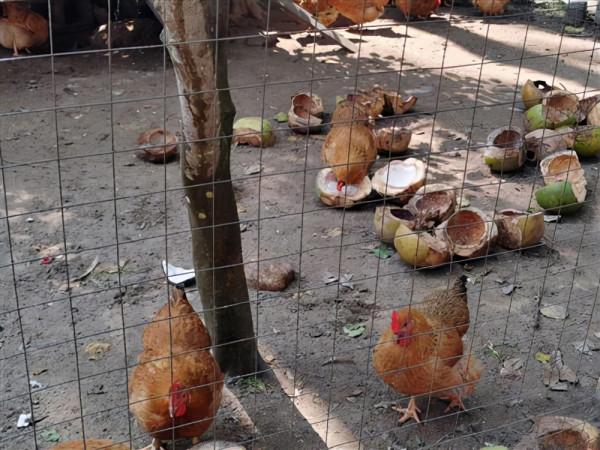 廣東大叔巧用椰子養雞,雞“瘦身苗條”面板白,年銷1000多萬元 廣東大叔巧用椰子養雞,雞“瘦身苗條”面板白,年銷1000多萬元