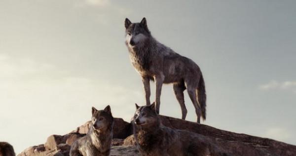 2018年，女孩在藏區旅遊，意外發現受傷母狼，包紮好傷口送狼回家