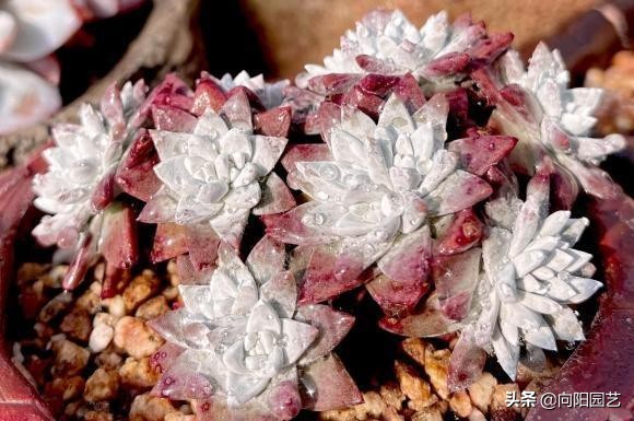 多肉本來就是“草”，一棵上百塊，純屬扯淡，典型的交智商稅