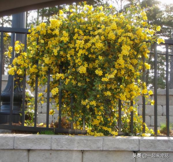 3種漂亮花，高雅大氣毒性強，再喜歡也別養在室內，趕緊搬出去