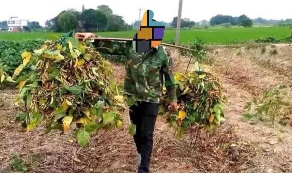 冬至，小夥子沒回去上墳，老家村裡很蕭條，都是70歲以上老人