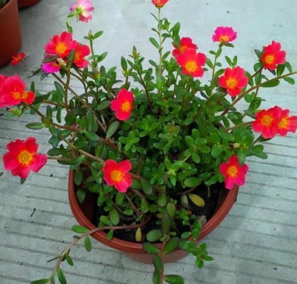 這3種花，越&OpenCurlyDoubleQuote;勤快&rdquo;越養不好，2個月不澆水，反而長&OpenCurlyDoubleQuote;瘋&rdquo;了