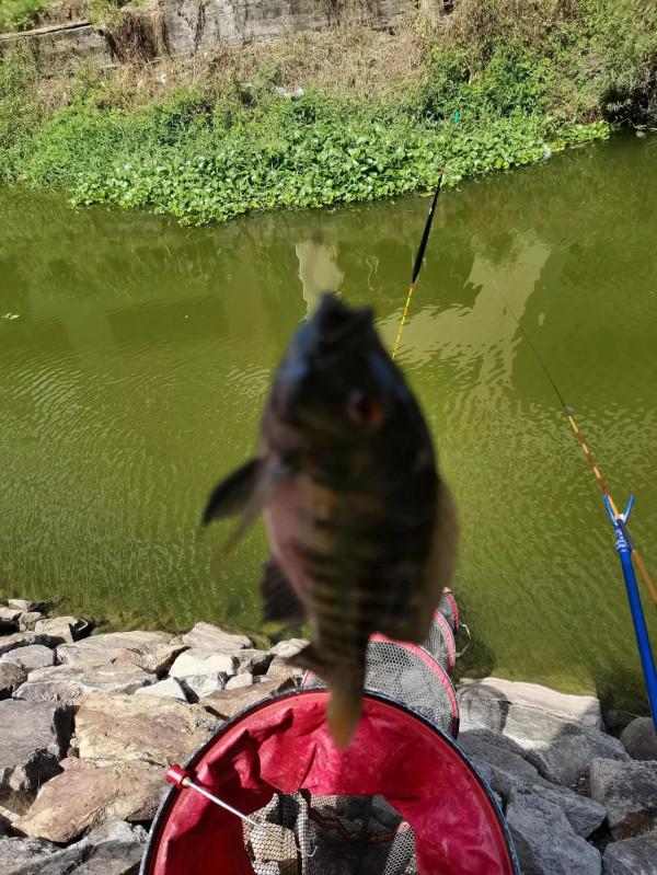 小小鯽魚竿竟能抗住2斤多泰鯪的強力衝擊