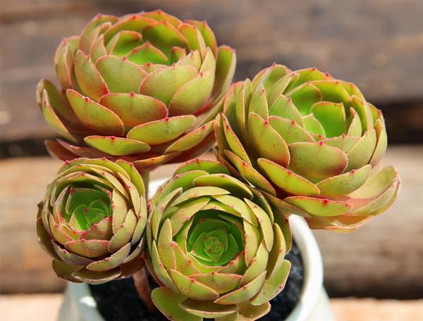 多肉植物 | 法師品種