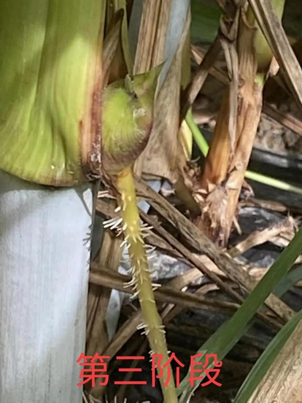 “軍糧一號”芽孢是怎樣的,今天帶大家看看 “軍糧一號”芽孢是怎樣的,今天帶大家看看