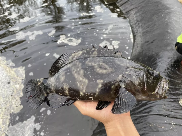 節後需求量減少，多地石斑魚價格大幅回落，塘頭價最高下跌5元&sol;斤