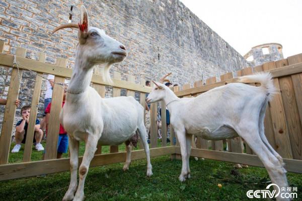 克羅埃西亞舉行山羊選美大賽
