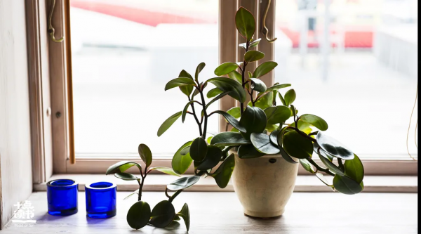 早起，比熬夜更可怕