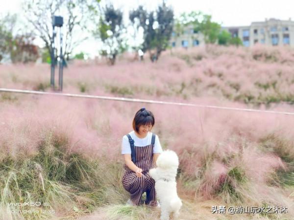 金秋與粉黛亂子草來一場夢幻的邂逅 金秋與粉黛亂子草來一場夢幻的邂逅