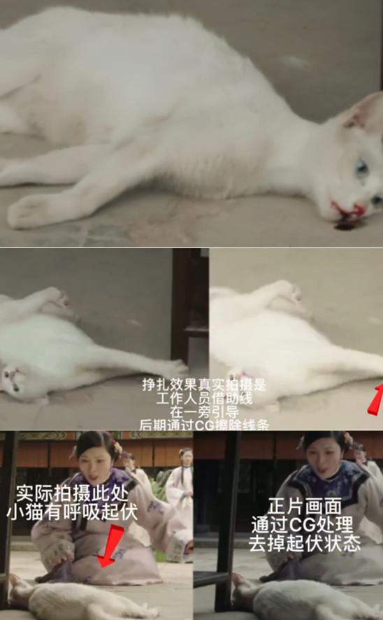 《當家》虐貓事件再升級!評分跌至3.5,蔣勤勤直呼演員不背鍋 《當家》虐貓事件再升級!評分跌至3.5,蔣勤勤直呼演員不背鍋