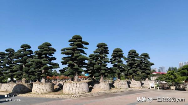 陳村花卉小鎮一遊