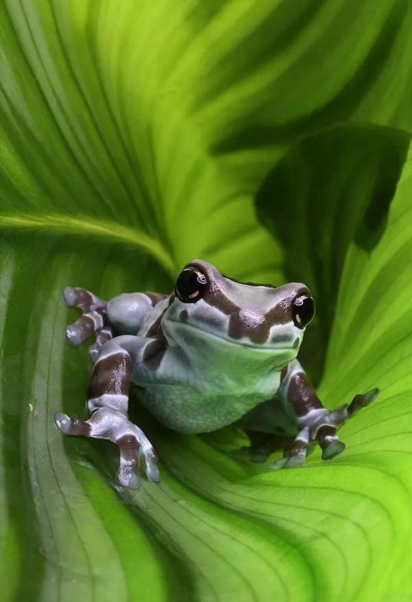 野生世界攝影作品欣賞