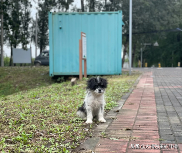 郊外公園裡住著一隻小奶狗,苦苦等了主人一個月,卻被女子接上車 郊外公園裡住著一隻小奶狗,苦苦等了主人一個月,卻被女子接上車